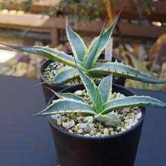 アガベ/スカブラ錦(Agave scabra v.variegata/カキ仔)-①の画像