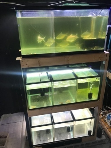 お譲り先決定‼️大型水槽　90cm水槽　多段水槽セット　プレコマンション