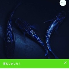 【DJめだか】ブルームーン無選別 幼魚5匹 サバンナ様より直接購入の画像
