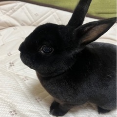 里親募集(*ˊˋ*)大人しくて人懐っこいです☆*。