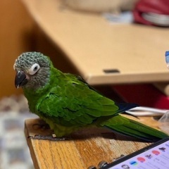 緑色の霜降りインコを探しています！！