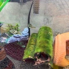 （お譲り先決まりました ）アベニーパファー プレコ 熱帯魚