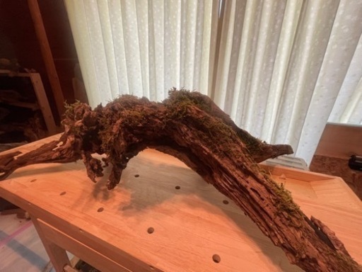 天然苔　木根