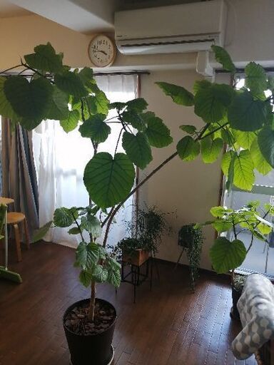ウンベラータ　大型