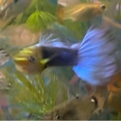 ブラックボディのパールブルーグッピー！ペア❤︎の画像