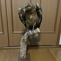 トンビ剥製です‼︎の画像