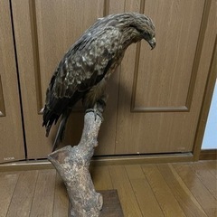 トンビ剥製です‼︎の画像