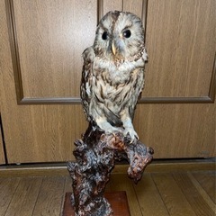 フクロウの剥製です。の画像