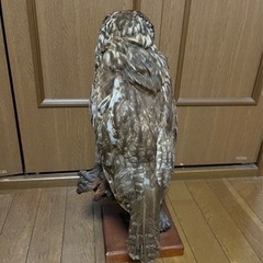 フクロウの剥製です。の画像