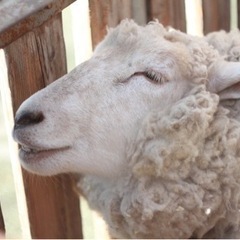 カメラサークル 次回は第78回 3/4(土)(撮影散歩・写真部・フォトサークル)有明周辺をフォトウォーク - その他