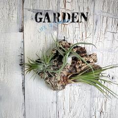 エアプランツ　観葉植物