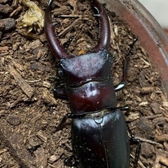 クワガタの画像