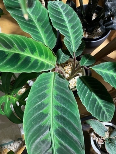 観葉植物　カラテア