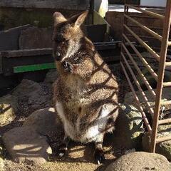 一緒に動物園へ行ってくれる人募集中