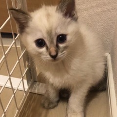 1ヶ月半のこねこたち