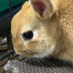 子うさぎの里親