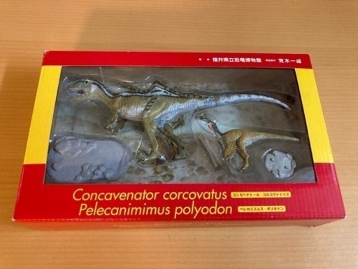 中古☆福井県立恐竜博物館　コンカベナトール