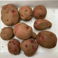 食べ比べジャガイモとはるみみかんの画像