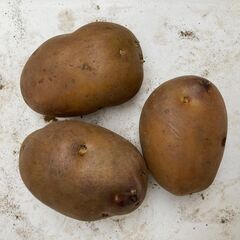 食べ比べジャガイモとはるみみかんの画像