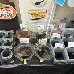 めだか　1ケース　楊貴妃3匹から5匹　500円