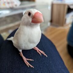白文鳥生後二ヶ月半男の子です（一人餌できます）