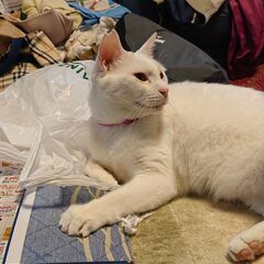 【エム】ジモモ　白猫 ジモモ開封したよぉ〜🧸 めちゃくちゃ大きかった笑笑 人の顔より