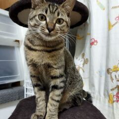 キジオス　8ヶ月　仮名のりたま
