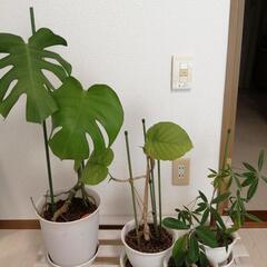 観葉植物　4点まとめ売り　【お取り引き先決定】