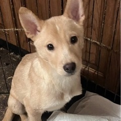 4ヶ月の保護子犬🐕里親さん募集‼️