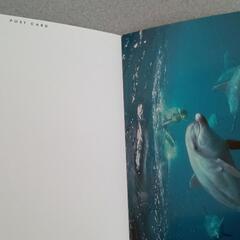  🐬 アートフォーラム 海とイルカの世界 非売品✨(ღ✪ｖ✪)の画像