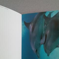  🐬 アートフォーラム 海とイルカの世界 非売品✨(ღ✪ｖ✪)の画像