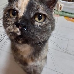 膝が大好きな甘えん坊さんです💕