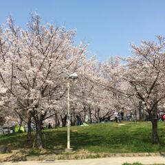 3/30(土)31(日)4/6(土)7(日)桜ノ宮（大阪）100...