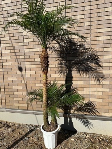 3/5まで割引　フェニックスロベレニー　2本立　2頭　ダブルヘッド　2股　①