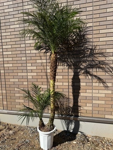 3/5まで割引　フェニックスロベレニー　2本立　2頭　ダブルヘッド　2股　②