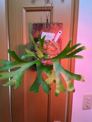 植物・コウモリラン・ビカクシダ(マウントキッチャクード)