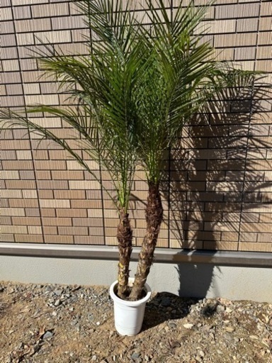 フェニックスロベレニー　2本立　2頭　ダブルヘッド　2股　⑥