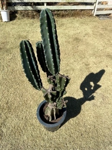 柱サボテン　 鬼面角　 ブランチ  95cm