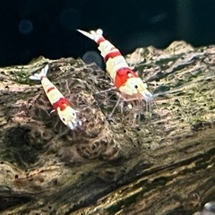 レッドビーシュリンプ【1匹】400円〜取引継続中〜注文は5匹以上でお願いしますの画像