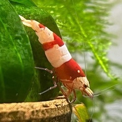 レッドビーシュリンプ【1匹】400円〜取引継続中〜注文は5匹以上でお願いしますの画像