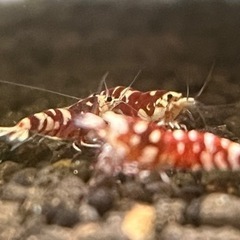 タイガーシュリンプ（太極）【1匹】700円〜注文は3匹以上でお願いしますの画像