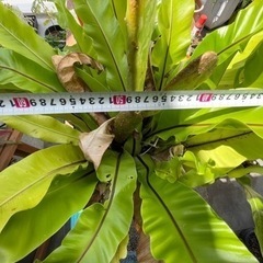 オオタニワタリ・ウチワサボテン※お取引中の画像
