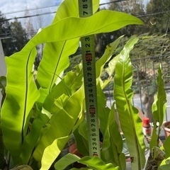 オオタニワタリ・ウチワサボテン※お取引中の画像