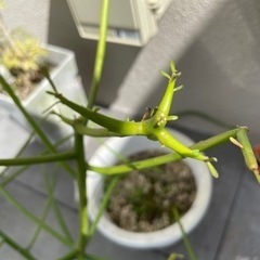 ミルクブッシュ約60cm※お取引中の画像