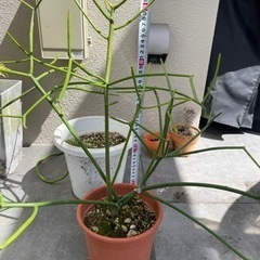 ミルクブッシュ約60cm※お取引中の画像
