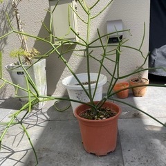 ミルクブッシュ約60cm※お取引中の画像