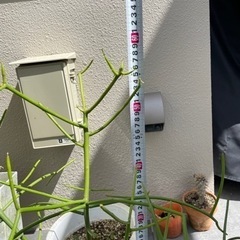 ミルクブッシュ約60cm※お取引中の画像