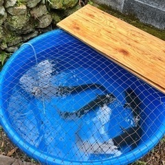 ナマズ　三重県産