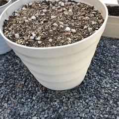 植木鉢、プランターまとめての画像