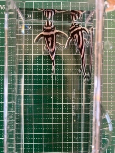 インペリアルゼブラプレコ4匹　3/15まで